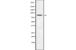 CDH10 antibody  (C-Term)