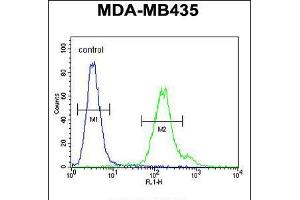 Flow cytometric analysis of MDA-MB435 cells (right histogram) compared to a negative control cell (left histogram). (MTX2 antibody  (C-Term))