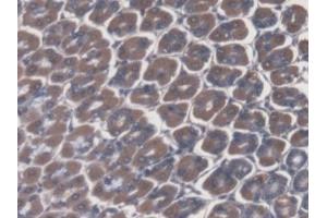 DAB staining on IHC-P; Samples: Mouse Stomach Tissue (ATP4A antibody  (AA 786-1014))