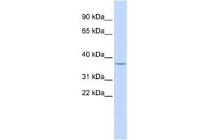 LOC729185 antibody used at 1 ug/ml to detect target protein. (LOC729185 (N-Term) antibody)