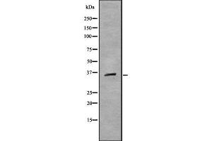 MAFB antibody  (C-Term)