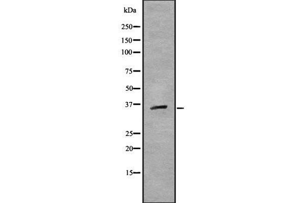MAFB antibody  (C-Term)