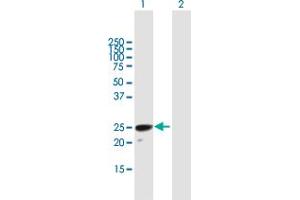 Western Blot analysis of H1FOO expression in transfected 293T cell line by H1FOO MaxPab polyclonal antibody. (H1FOO antibody  (AA 1-207))