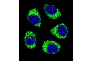 Confocal immunofluorescent analysis of SLC25A6 Antibody (Center) (ABIN656122 and ABIN2845461) with A549 cell followed by Alexa Fluor 488-conjugated goat anti-rabbit lgG (green).