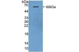 Western blot analysis of recombinant Mouse HRG.
