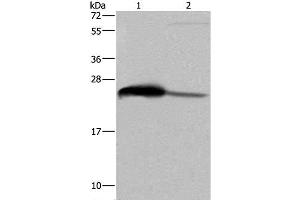 Western Blot analysis of Human testis tissue and HepG2 cell using GSTA3 Polyclonal Antibody at dilution of 1:250 (GSTA3 antibody)