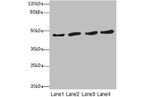 Western blot All lanes: RASSF5antibody at 5. (RASSF5 antibody  (AA 1-265))