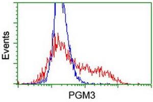 HEK293T cells transfected with either RC201522 overexpress plasmid (Red) or empty vector control plasmid (Blue) were immunostained by anti-PGM3 antibody (ABIN2455863), and then analyzed by flow cytometry. (Phosphoglucomutase 3 antibody)