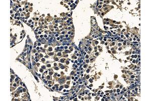 ABIN7097063 and ABIN7101130 at 1/100 staining mouse testis tissue by IHC-P. (FAM161B antibody)
