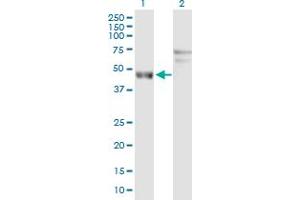 Western Blot analysis of ARL6IP4 expression in transfected 293T cell line by ARL6IP4 MaxPab polyclonal antibody. (ARL6IP4 antibody  (AA 1-360))