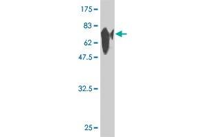 Western Blot detection against Immunogen (80 KDa) . (Glutathione Synthetase antibody)
