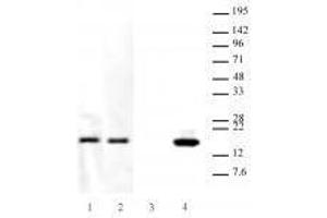 Western blot analysis of Hantibody specificity for Histone H3. (Histone H3.3 antibody  (K27M))