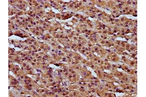 IHC image of ABIN7167744 diluted at 1:200 and staining in paraffin-embedded human adrenal gland tissue performed on a Leica BondTM system. (RCN3 antibody  (AA 71-161))