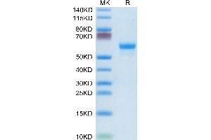 Mouse CLEC4A/DCIR on Tris-Bis PAGE under reduced condition. (CLEC4A Protein (AA 70-238) (Fc Tag))