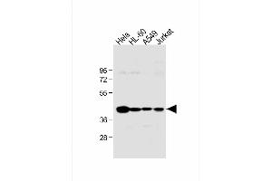 All lanes : Anti-HLA-B Antibody (N-term) at 1:1000 dilution Lane 1: Hela whole cell lysate Lane 2: HL-60 whole cell lysate Lane 3: A549 whole cell lysate Lane 4: Jurkat whole cell lysate Lysates/proteins at 20 μg per lane. (HLA-B antibody  (N-Term))