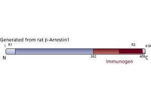 Image no. 2 for anti-Arrestin, beta 1 (ARRB1) (AA 262-409) antibody (ABIN968033) (beta Arrestin 1 antibody  (AA 262-409))