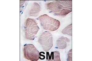 Formalin-fixed and paraffin-embedded human skeletal muscle tissue reacted with hPI3KC3 (C-term) (ABIN388591 and ABIN2849999) , which was peroxidase-conjugated to the secondary antibody, followed by DAB staining. (PIK3C3 antibody  (C-Term))