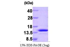 SDS-PAGE (SDS) image for phosphoprotein Enriched in Astrocytes 15 (PEA15) (AA 1-130) protein (ABIN668045)