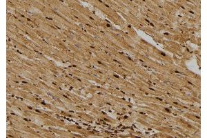ABIN6276385 at 1/100 staining Rat heart tissue by IHC-P. (CDCA8 antibody)