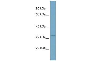 WB Suggested Anti-TNFSF13B Antibody Titration: 0. (BAFF antibody  (N-Term))