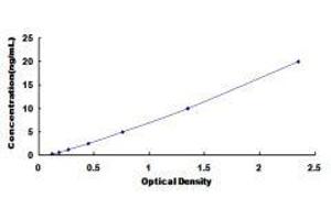 ELISA image for Glutamate Receptor, Ionotropic, N-Methyl D-Aspartate 2D (GRIN2D) ELISA Kit (ABIN420417)