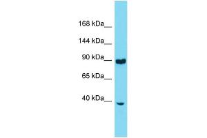 Western Blotting (WB) image for anti-Ring Finger Protein 216 (RNF216) (N-Term) antibody (ABIN2500061) (RNF216 antibody  (N-Term))