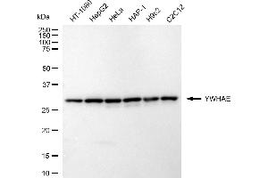 anti-14-3-3 epsilon (YWHAE) antibody