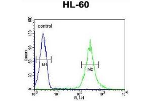 ST8SIA4 Antibody (Center) flow cytometric analysis of HL-60 cells (right histogram) compared to a negative control cell (left histogram). (ST8SIA4 antibody  (Middle Region))
