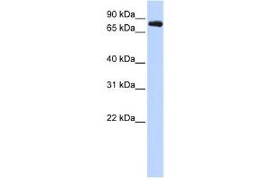Western Blotting (WB) image for anti-Potassium Voltage-Gated Channel, Shaw-Related Subfamily, Member 3 (KCNC3) antibody (ABIN2458131) (KCNC3 antibody)