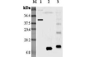 Western blot analysis using anti-Resistin (mouse), pAb  at 1:5'000 dilution.