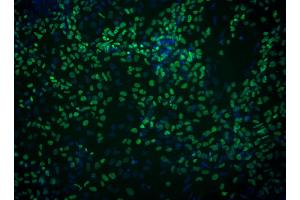 Immunofluorescent staining of FoxA2 in definitive endoderm derived from human embryonic stem (ES) cells. (FOXA2 antibody)