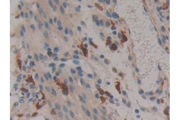 F13A1 antibody  (AA 372-616)