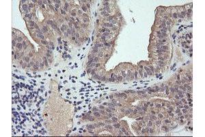 Image no. 2 for anti-RAB21, Member RAS Oncogene Family (RAB21) antibody (ABIN1500541) (RAB21 antibody)