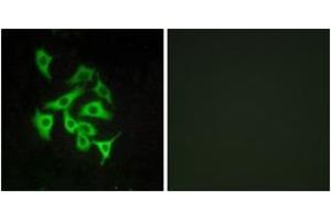 Immunofluorescence (IF) image for anti-Relaxin/insulin-Like Family Peptide Receptor 4 (RXFP4) (AA 321-370) antibody (ABIN2890786) (RXFP4 antibody  (AA 321-370))