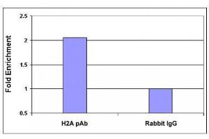Histone H2A, acidic patch pAb tested by ChIP analysis. (Histone H2A, Idic Patch (AA 89-91) antibody)