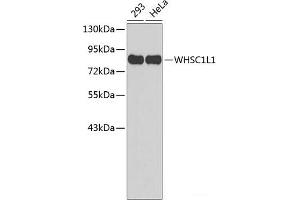 Western blot analysis of extracts of various cell lines using WHSC1L1 Polyclonal Antibody. (WHSC1L1 antibody)
