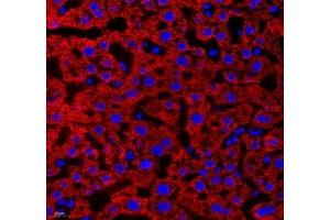 Immunofluorescence of paraffin embedded human liver using Aldh4a1 (ABIN7073000) at dilution of 1: 400 (400x lens) (ALDH4A1 antibody)