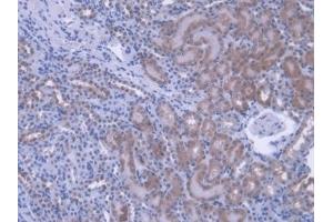 Detection of PEBP1 in Mouse Kidney Tissue using Polyclonal Antibody to Phosphatidylethanolamine Binding Protein 1 (PEBP1) (PEBP1 antibody  (AA 2-187))