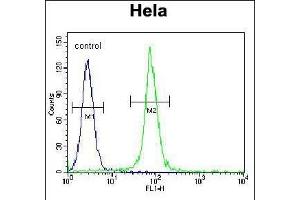 ADO Antibody (C-term) (ABIN655033 and ABIN2844665) flow cytometric analysis of Hela cells (right histogram) compared to a negative control cell (left histogram). (ADO antibody  (C-Term))