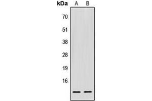 Western blot analysis of EIF1 expression in HEK293T (A), Raw264.