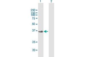 Western Blot analysis of FBXO2 expression in transfected 293T cell line by FBXO2 MaxPab polyclonal antibody. (FBXO2 antibody  (AA 1-296))