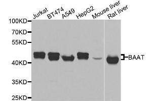 Western blot analysis of extracts of various cell lines, using BAAT antibody. (BAAT antibody)