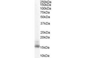 Image no. 6 for anti-Retinol Binding Protein 1, Cellular (RBP1) (C-Term) antibody (ABIN185365)