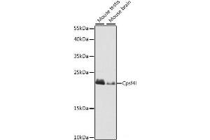 Western blot analysis of extracts of various cell lines using Cpsf4l Polyclonal Antibody at dilution of 1:1000. (CPSF4L antibody)