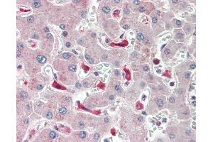 Anti-IFI44L antibody IHC staining of human liver. (IFI44L antibody  (N-Term))