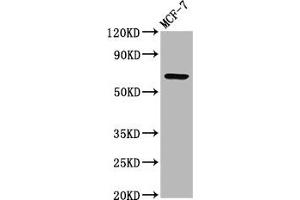 Western Blot Positive WB detected in: MCF-7 whole cell lysate All lanes: RYK antibody at 3.