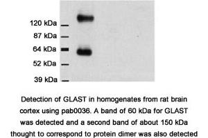 Image no. 2 for anti-Solute Carrier Family 1 (Glial High Affinity Glutamate Transporter), Member 3 (SLC1A3) (C-Term) antibody (ABIN346976) (SLC1A3 antibody  (C-Term))