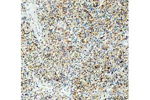 anti-Progesterone Receptor Membrane Component 1 (PGRMC1) (AA 67-102), (Middle Region) antibody