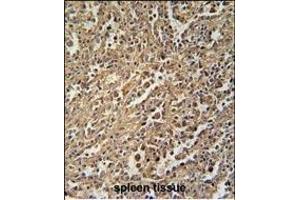 ENASE Antibody (Center) (ABIN655007 and ABIN2844642) immunohistochemistry analysis in formalin fixed and paraffin embedded human spleen tissue followed by peroxidase conjugation of the secondary antibody and DAB staining. (ENGASE antibody  (AA 326-354))