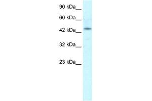 WB Suggested Anti-IRX2 Antibody Titration:  1. (IRX2 antibody  (Middle Region))